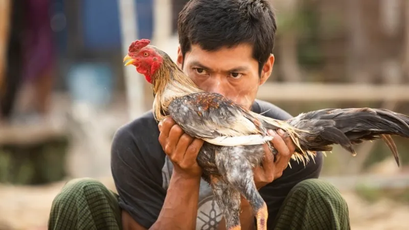 A Traditional Cockfighting Activity