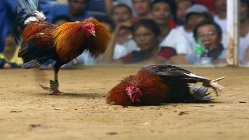 The Thrill of Cockfighting: A Look at the Competitive Scene
